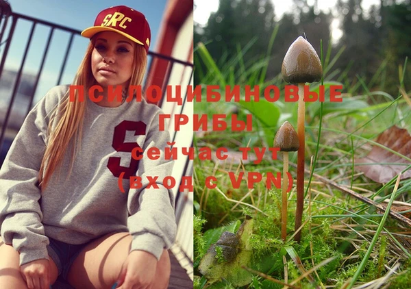 прущие грибы Елабуга